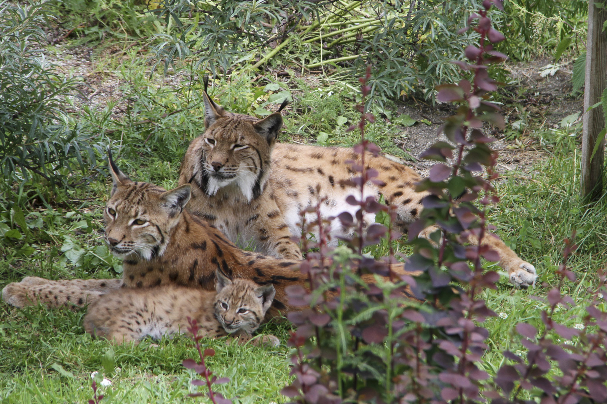 Wildpark Assling